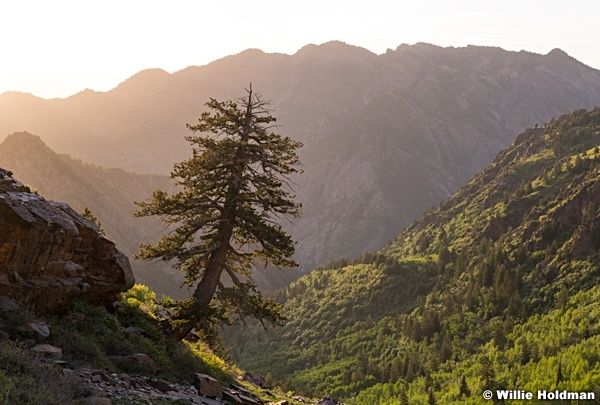 Lone Pine Spring 060618 0165