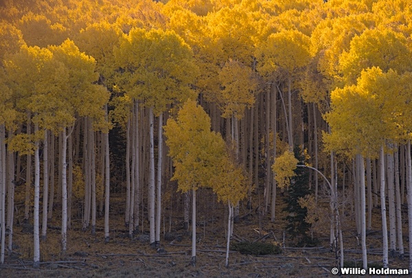 Yellow Aspen Grove 100919 6946 5