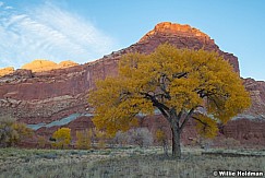 Capitol Reef Cottonwood 120623 5653