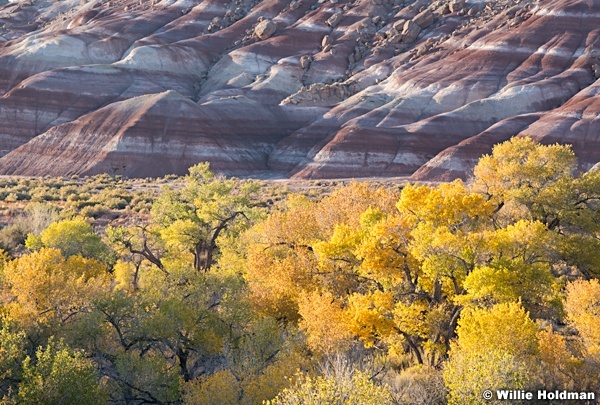 Cottonwood Trees Capitol Reef 102120 8473 3