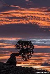 Bonsai Tree Sunrise 102623 3774