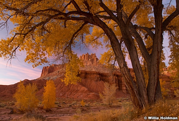 Yellow Cottonwood Castle 111324 8724