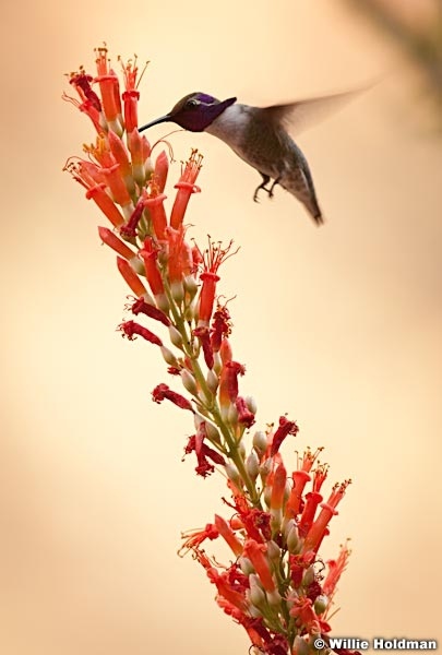 Humming Bird 042312 8019