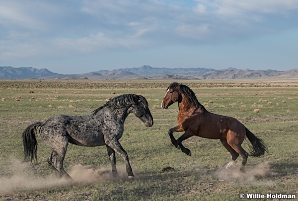 Mustang Gesture 051621 9385