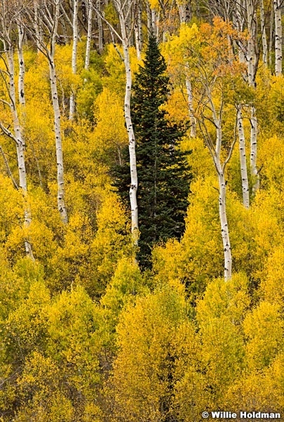 Lone Pine Yellow Aspens 100515 3