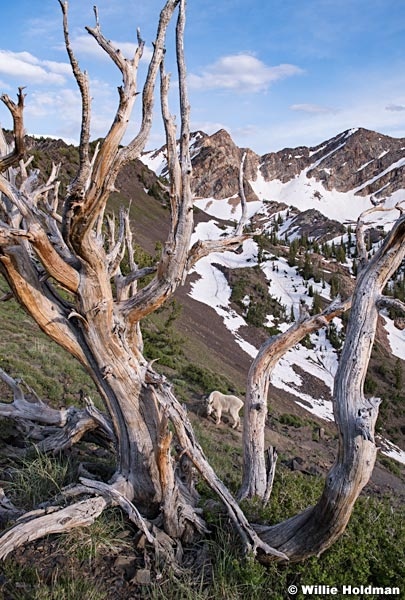 Mtn Goat Gnarley 060819 9940 2