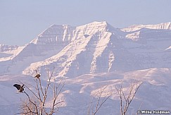 Bald Eagle Timp 011614 6857