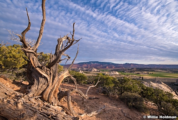 Aged Juniper Tree 092119 1143