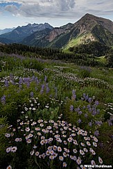 Utah Daisies timp 072412 74