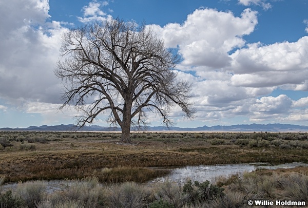 Lone Cottonwood Water Tree 0420 5233