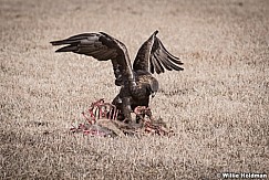 Golden Eagle Feast 121517 4917