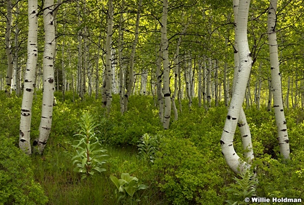 Green Spring Aspens A052913