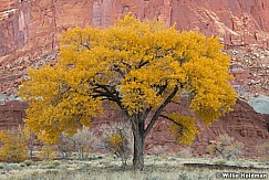 Capitol Reef Cottonwood 120623 5655