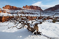 Capitol Reef Snowy 0100424 1520