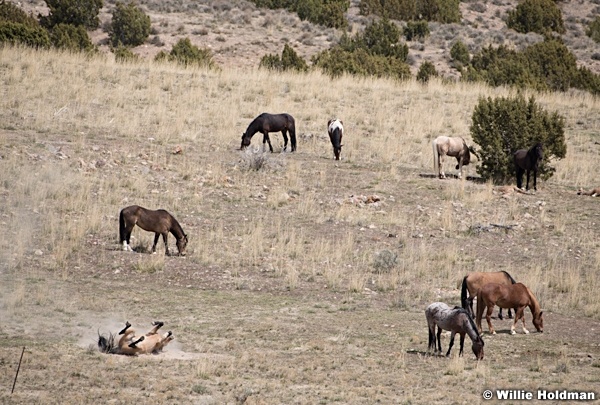 Dust Bath 042020 7128