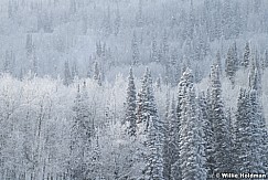 Frosty Pines Aspens 010824 2526