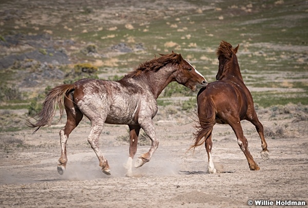 Horse bitting butt 051521 7762