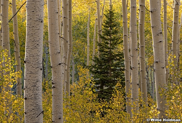 Lone Pine Aspens 092920 1597 5