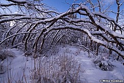 Scrub Oak Limbs 022815 0001