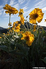 Yellow Daisies 051413 9179