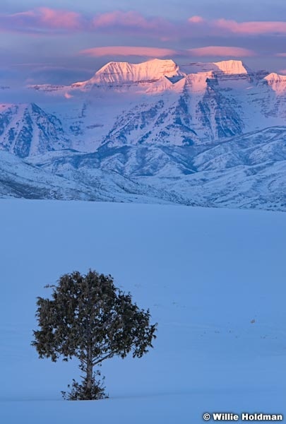 Winter Pasture Timpanogos 021719 021719VERT