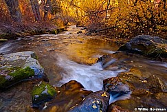 yellowcottonwoodstream102010