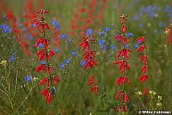 Red Penstemon Flax 062811 61