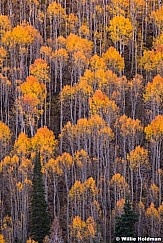 Wasatch Range Aspens 100814 1604 1609