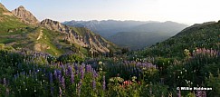 Timpanogoswildflowers073009