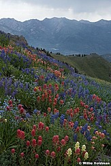 Timpanogos Wildflowers Storm 072720 2F