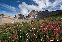 Timpanogos Wildflowers in basin looking over the wasatch, Utah