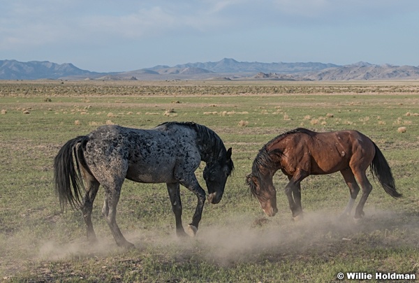 Mustang Gesture 051621 9389