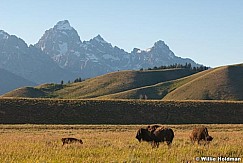 Buffalocalftetons071510 0764