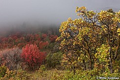 Maples Fog Wasatch 092216 5056 4