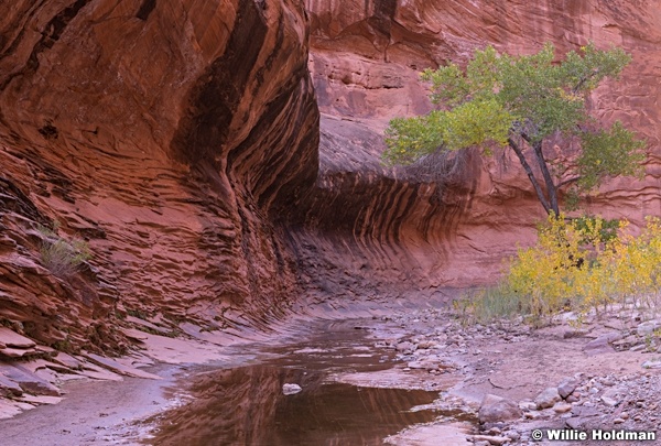 Yellow Cottonwood Capitol Reef 102519 1328 2