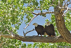 Twobaldeagles070909 28495