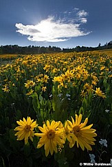 Yellow Daisies backlit 063013 2335