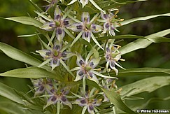 Milkweed Wildflower 052913 6329