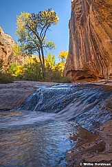 Calf Creek Grand Staircase Cottonwood 101623 2744 2