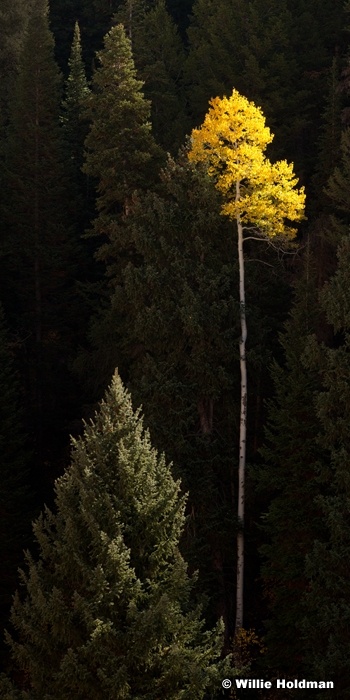 Lone Yellow Aspen 100312