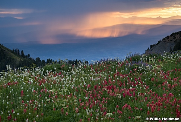 Layered hillsides Wildflowers number 3081923 7064 6910