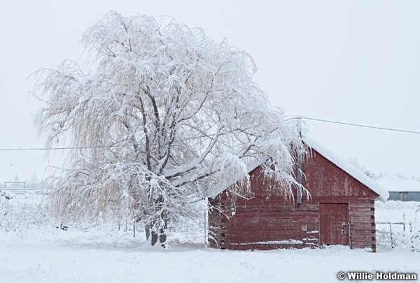 Red Shed winter 011414 2883