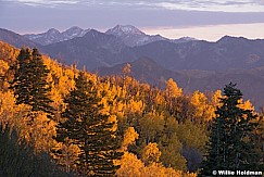 Wasatch Range Aspens 100814 1702