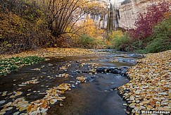 Upper Calf Creek Leaves 103124