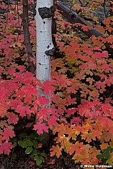 Whiteaspentrunkmaples092011 92