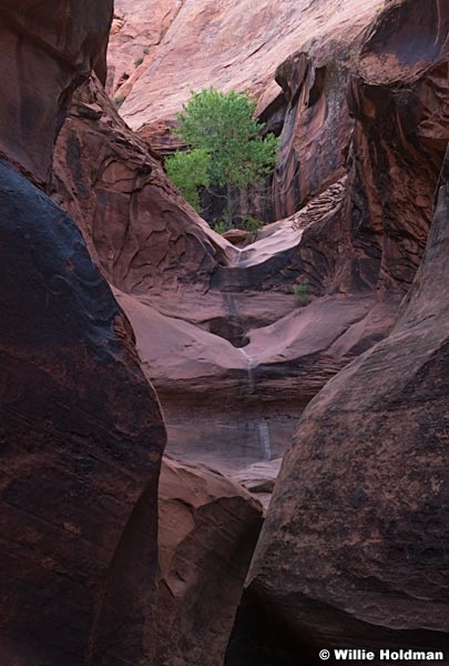 Lone Green Tree Escalante 051022 4006