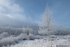 Frosty Trees 012024 3167-5-9