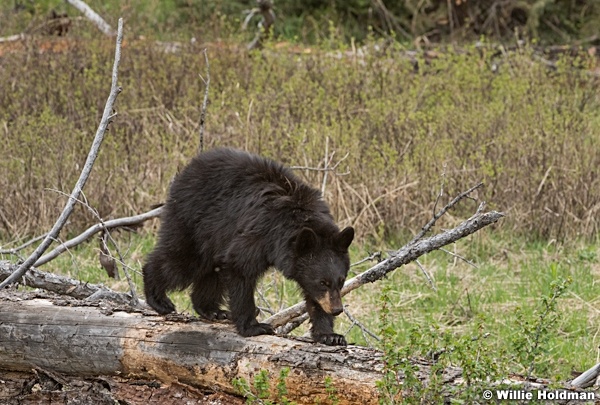 Black Bear Cub050817 5263