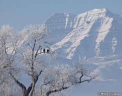 Bald Eagles 011913 28