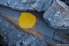 Aspen Leaf Icy Trunk 100623 9582 2